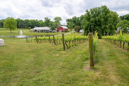 Lush vineyard scene with a barn, pond, and fountain in rural North Carolina.