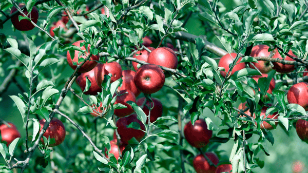 Picture for Garden with a Naturalist: All About Apples (55+)
