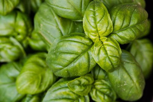 Picture for: Garden with a Naturalist: Plant Families and DIY Plant Markers (Roosevelt 55+)