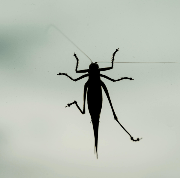 Picture for: Upcycled Bugs Wall Art (Camden)