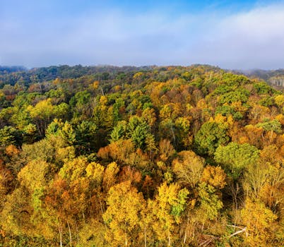 Picture for Tree ID: Fall Colors (55+)