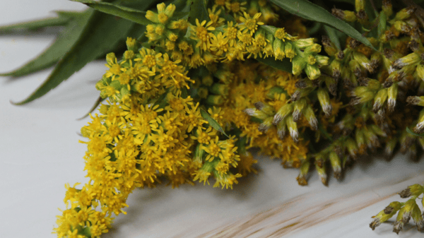 Picture for: Nature Art: Natural Dyeing with Goldenrod (Kroening)
