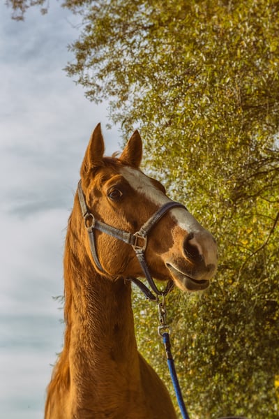 Picture for: Horseback Riding Day Camp