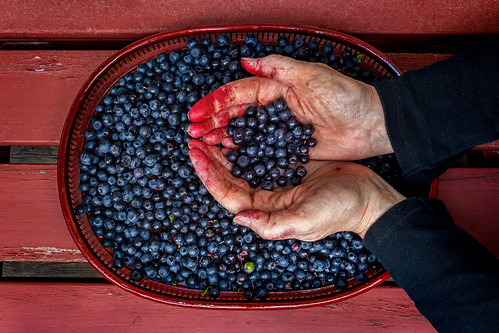 Picture for Online: Growing Blueberries in Your Backyard