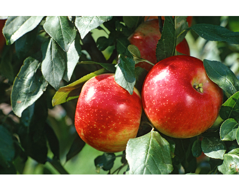 Course Online: Growing Apples image 1