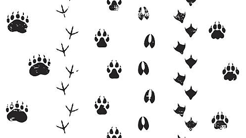 Picture for Wild Animals Art & Science Camp