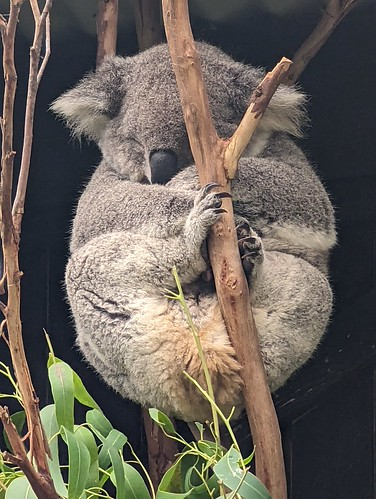 Picture for Tiny Tourists: Australia (Pre-K)