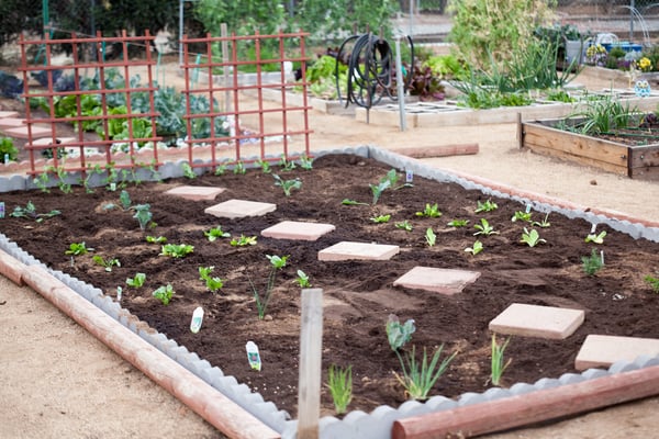 Gardening at the Calimesa Community Garden