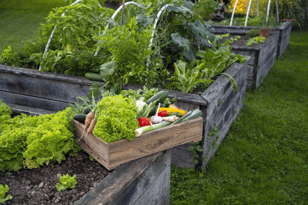 Picture for Online: Grow Your Own Vegetables