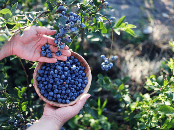 Picture for Online: Growing Blueberries in Your Backyard
