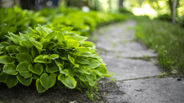 Course Linden Hill Walking Club image 2