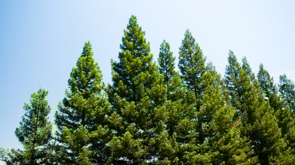 Picture for: Roots to Canopy: Smart Tree Care for Homeowners