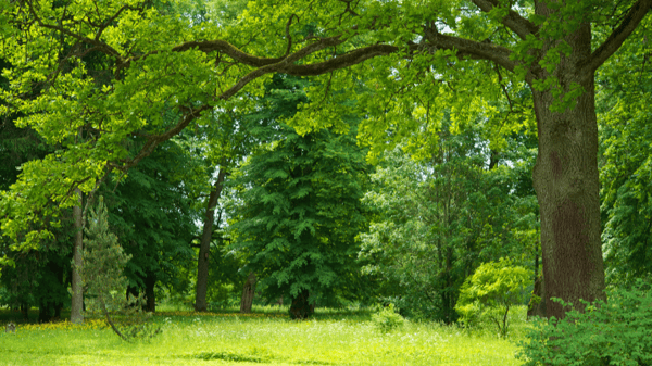 Image for Roots to Canopy: Smart Tree Care for Homeowners
