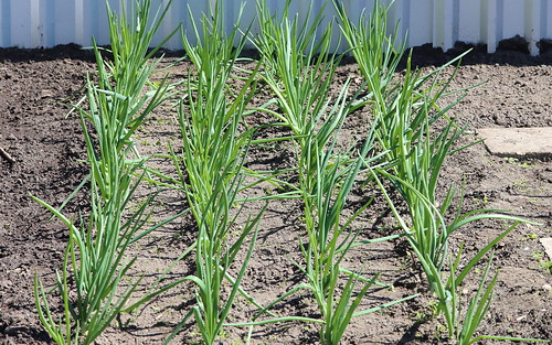 Picture for: Private Garden Plots 2026