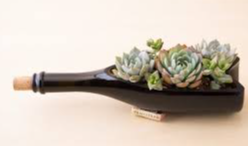 Picture for: WINE BOTTLE SUCCULENT GARDEN