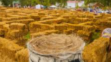 Picture for: Special Event: Pumpkin Pals Adventure at Copper Creek