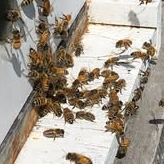 Course Beginner Beekeeping image 1