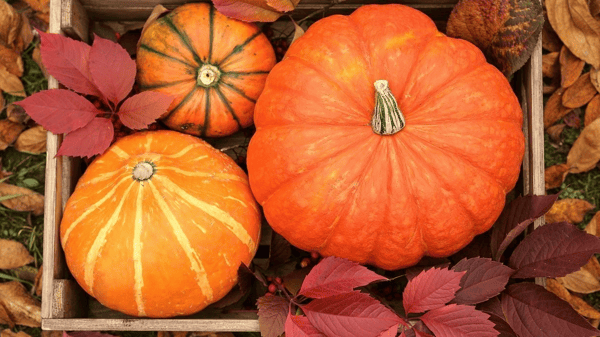 Picture for: Special Event - Fall Festival