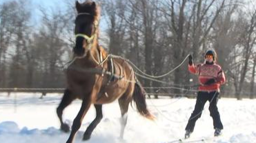 Image for Skijoring Experience (Ages 6 & Up)