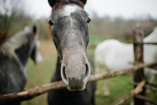 Picture for: NEW! heART & Animals at WEE Farm