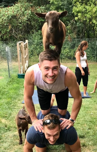 Picture for: Goat Yoga