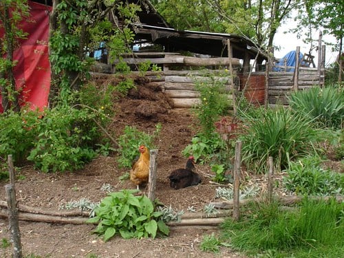 Picture for: NEW! WEE Farm Garden Club