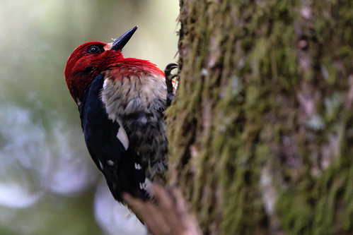 Picture for: Birding STEAM