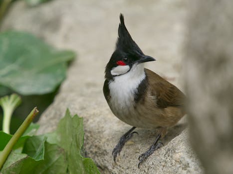 Picture for: Birding STEAM