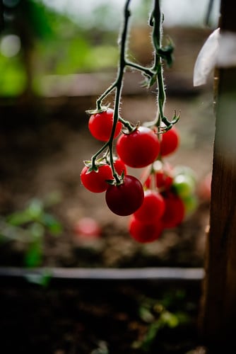 Picture for: NEW! Multicultural Cooking Series - Fresh, Fragrant, Italian Cuisine at WEE Farm