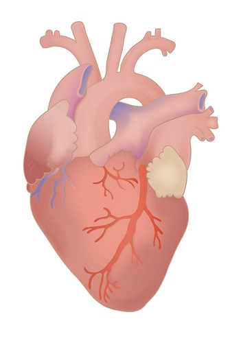 Picture for: Heart Health For Women Online via Zoom