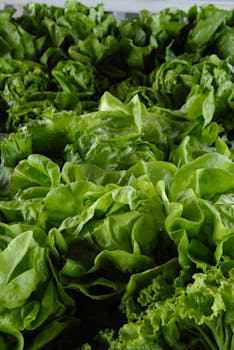 Picture for: NEW! Harvest to Table: Easy Recipes with Fresh Garden Produce at WEE Farm