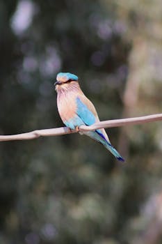 Picture for: Birding STEAM