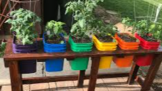 Image for Vegetables in Containers