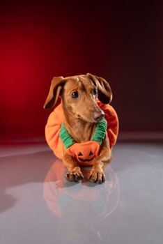 Picture for: Bark n Boo