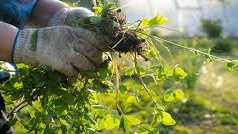 Image for Strategies for Controlling Weeds