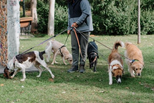 Picture for: Teens: Launch Your Pet-Sitting/Dog-Walking Biz