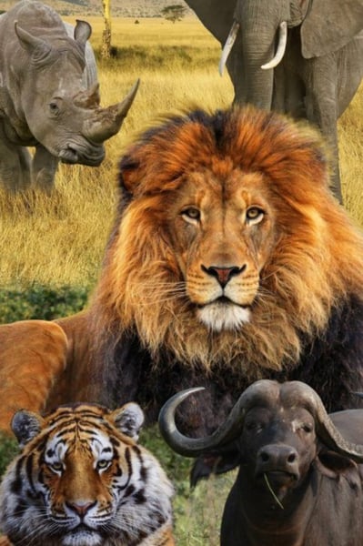 Image for FUNdamentals: Amazing Animals! (Gr. 1-2)