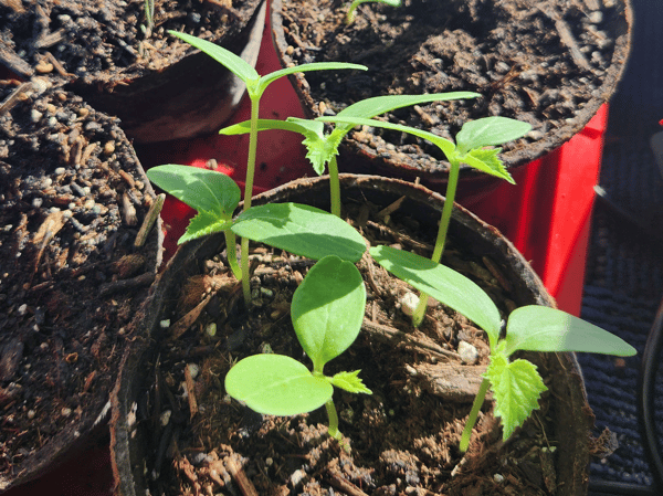 Picture for: Garden Club