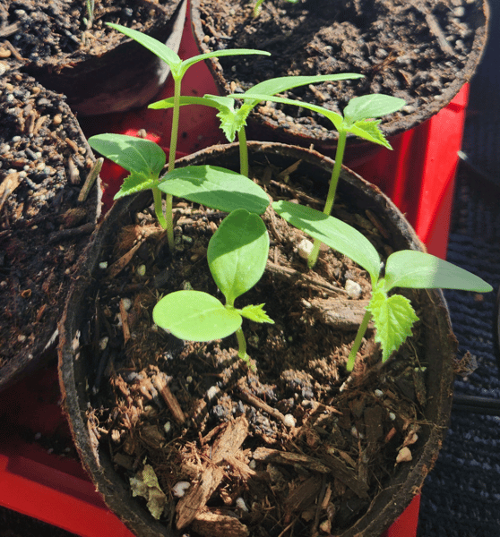 Picture for: Garden Club