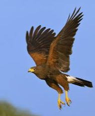 Picture for: Raptors and the Ancient Sport of Falconry