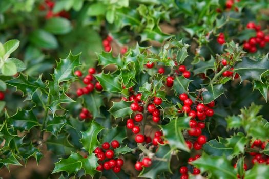 Picture for: Holiday Planter & Wreath Classes