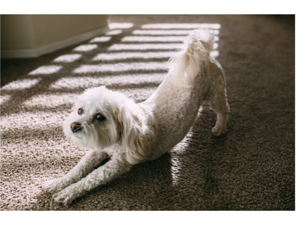 Image for Stretch & Tone