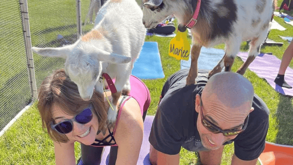 Course Goat Yoga image 1