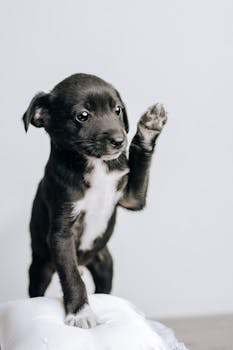 Picture for: Puppy Kindergarten