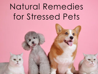 Image for Natural Remedies for Stressed Pets