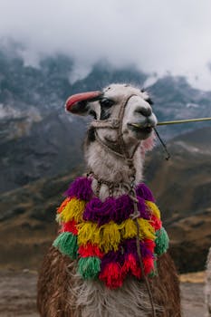 Picture for: ABSi Spanish - Peru