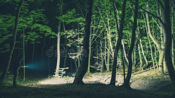 Picture for: Creatures of the Night - Glow in the Woods