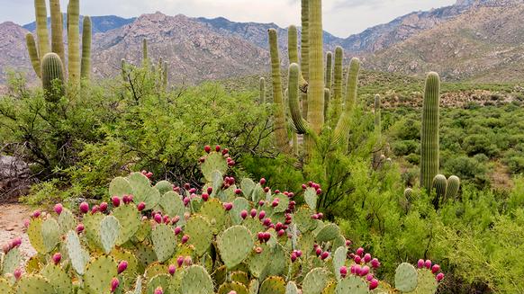 Image for Desert Detectives Camp