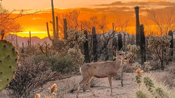 Image for Sonoran Desert Wildlife Adventure