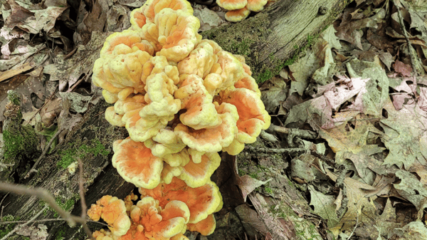 Course Wild Mushrooms 101 image 1